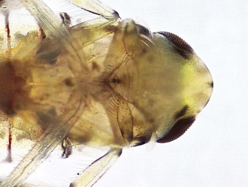 Water Boatman